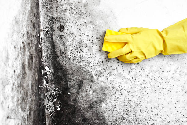Best Air Quality Testing for Mold Spores  in Richfield Springs, NY