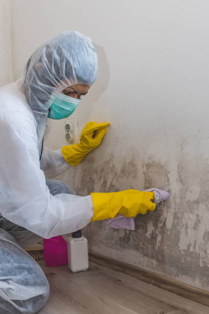 Best Black Mold Removal  in Richfield Springs, NY